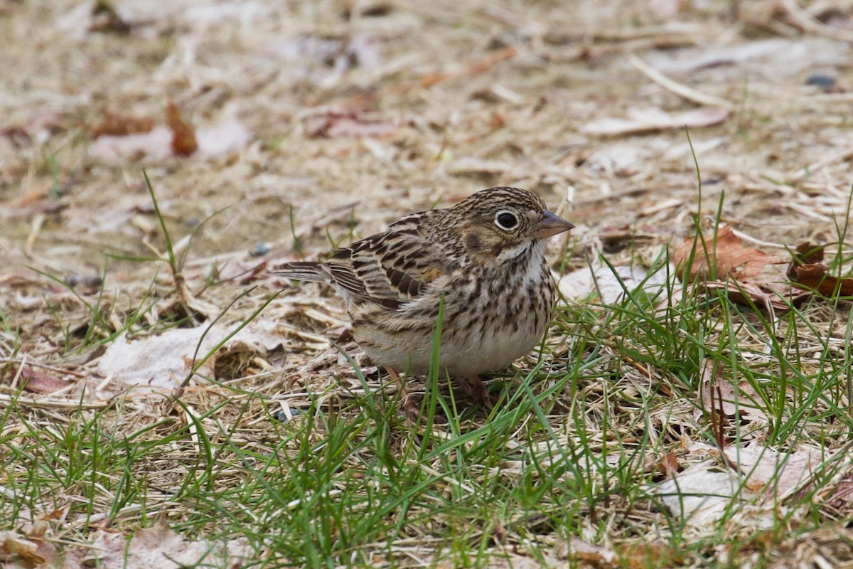 Vesper Sparrow - ML444028961