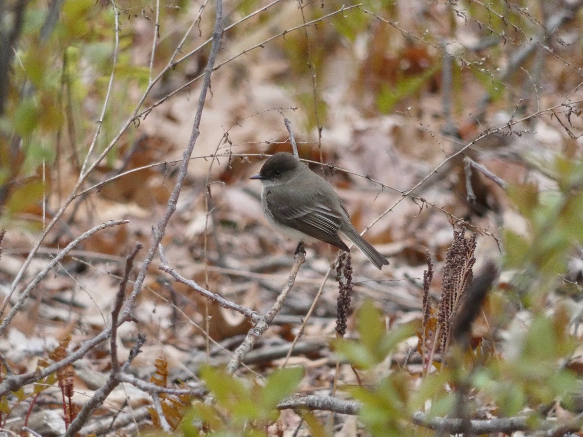 Eastern Phoebe - Nell Smith