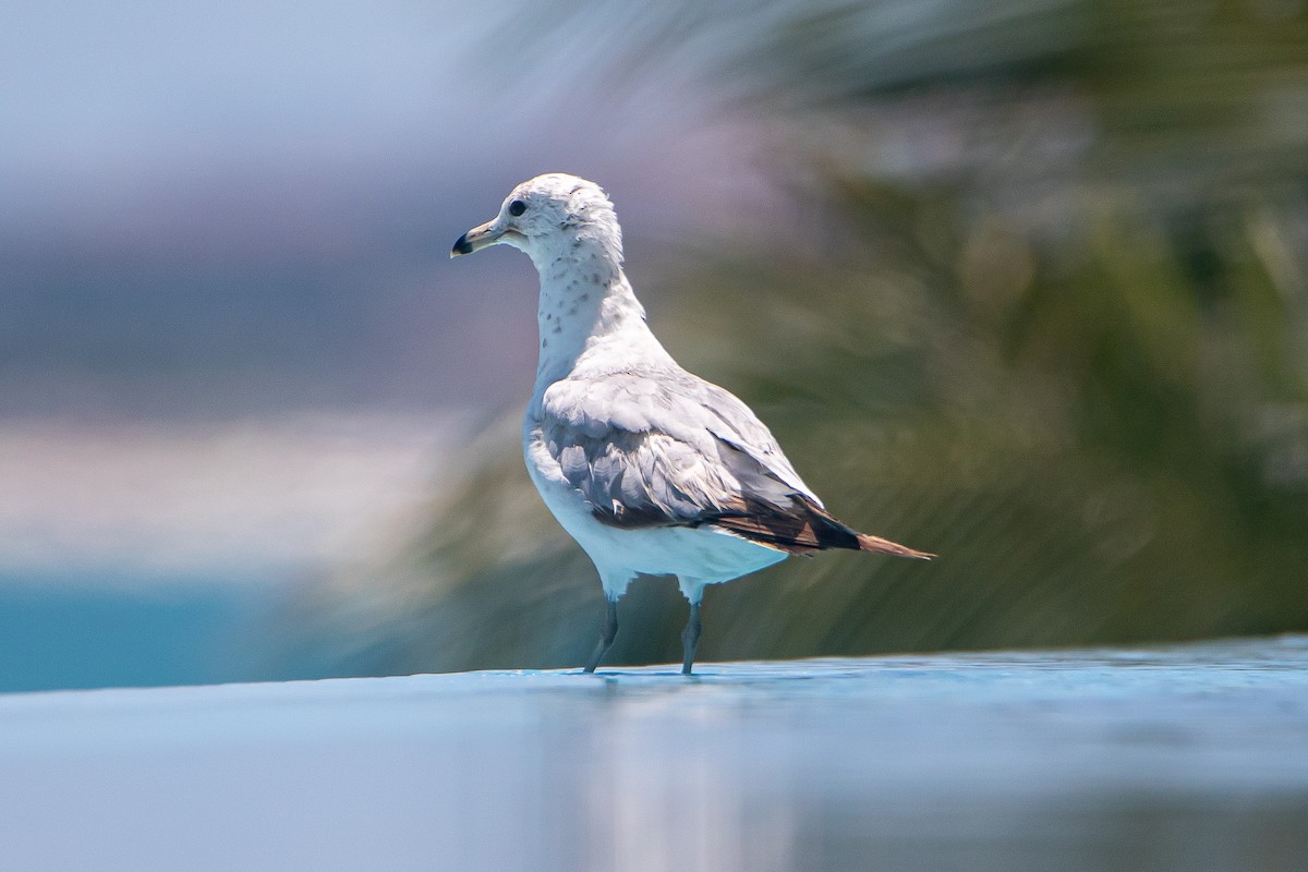 Ring-billed Gull - ML444029641