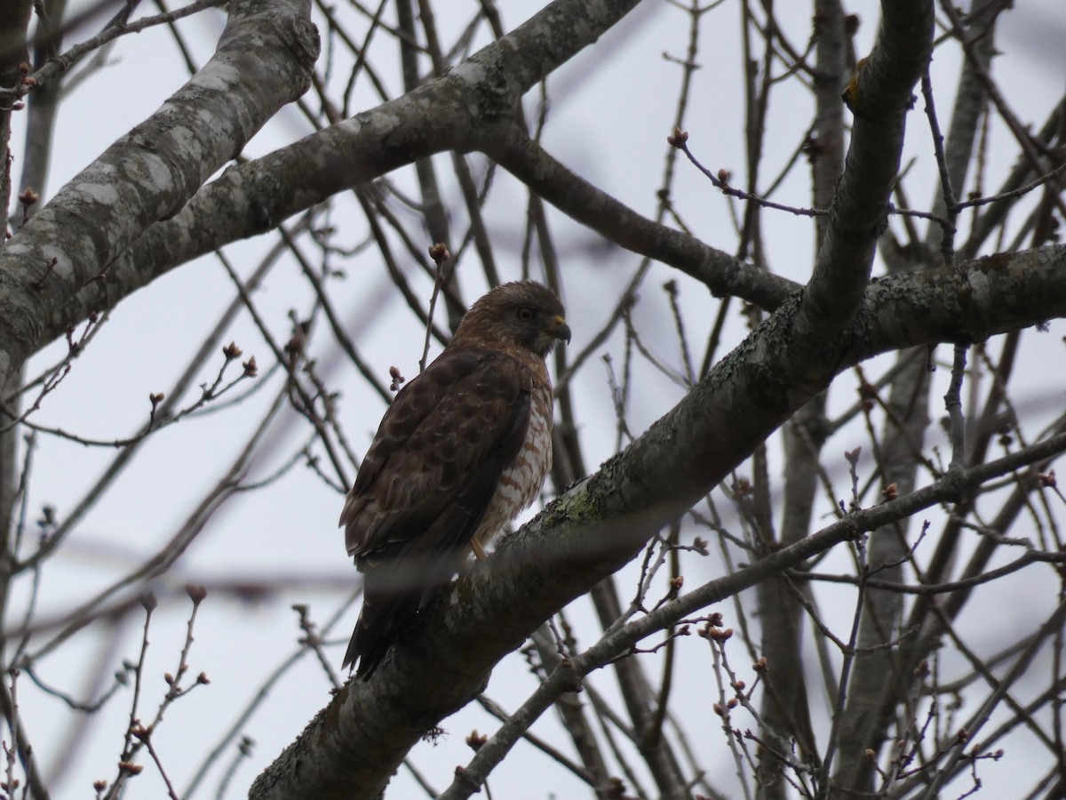 Broad-winged Hawk - Nell Smith