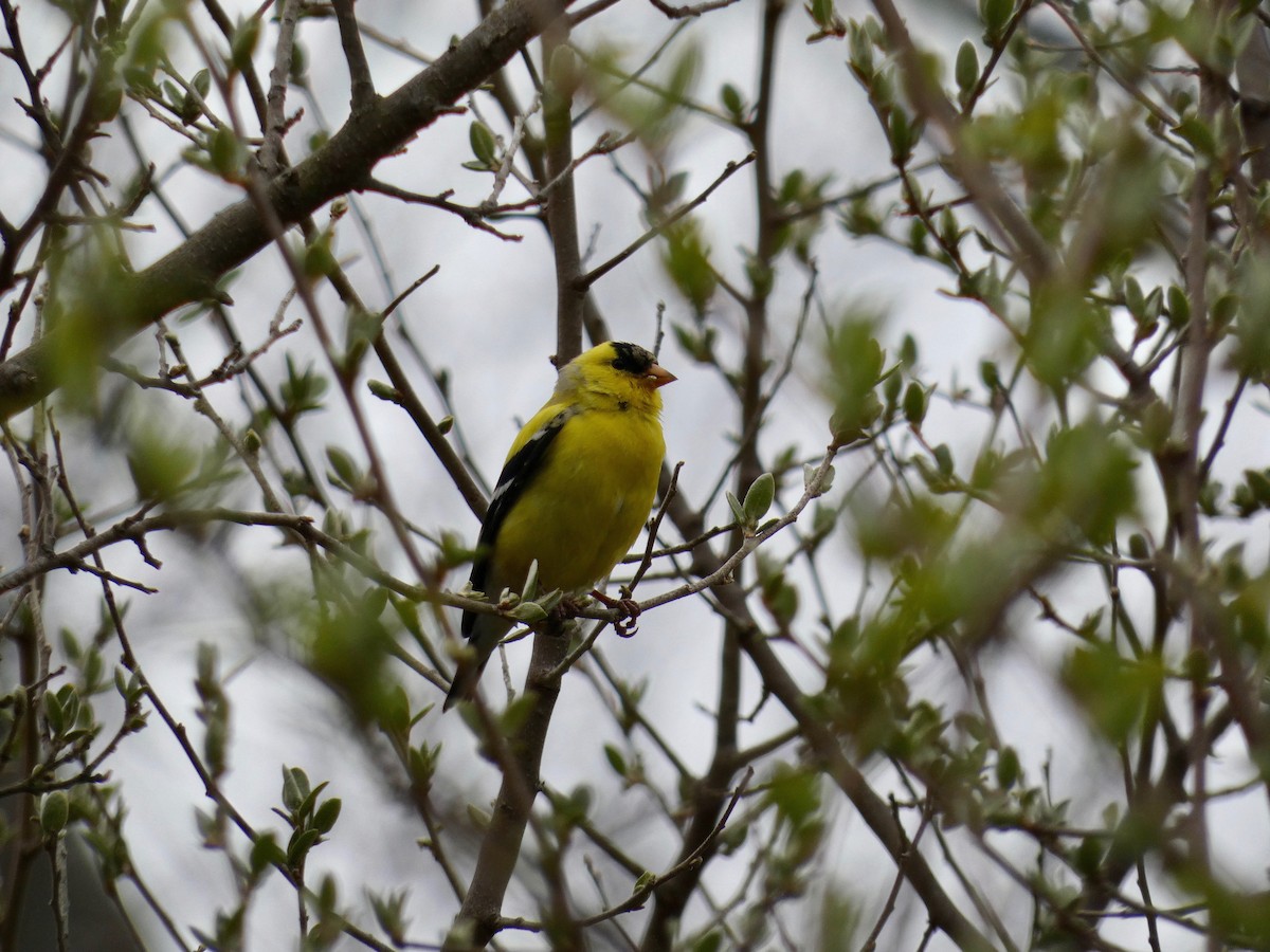 American Goldfinch - ML444029731