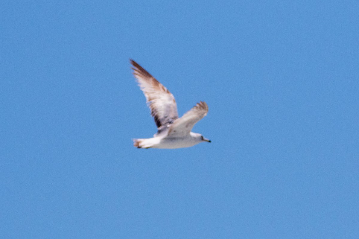 Ring-billed Gull - ML444029931