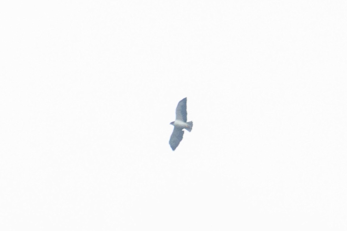 White-tailed Hawk - ML444030721