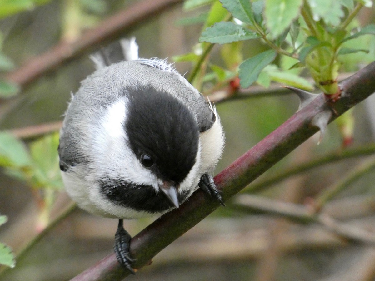 Black-capped Chickadee - Nell Smith