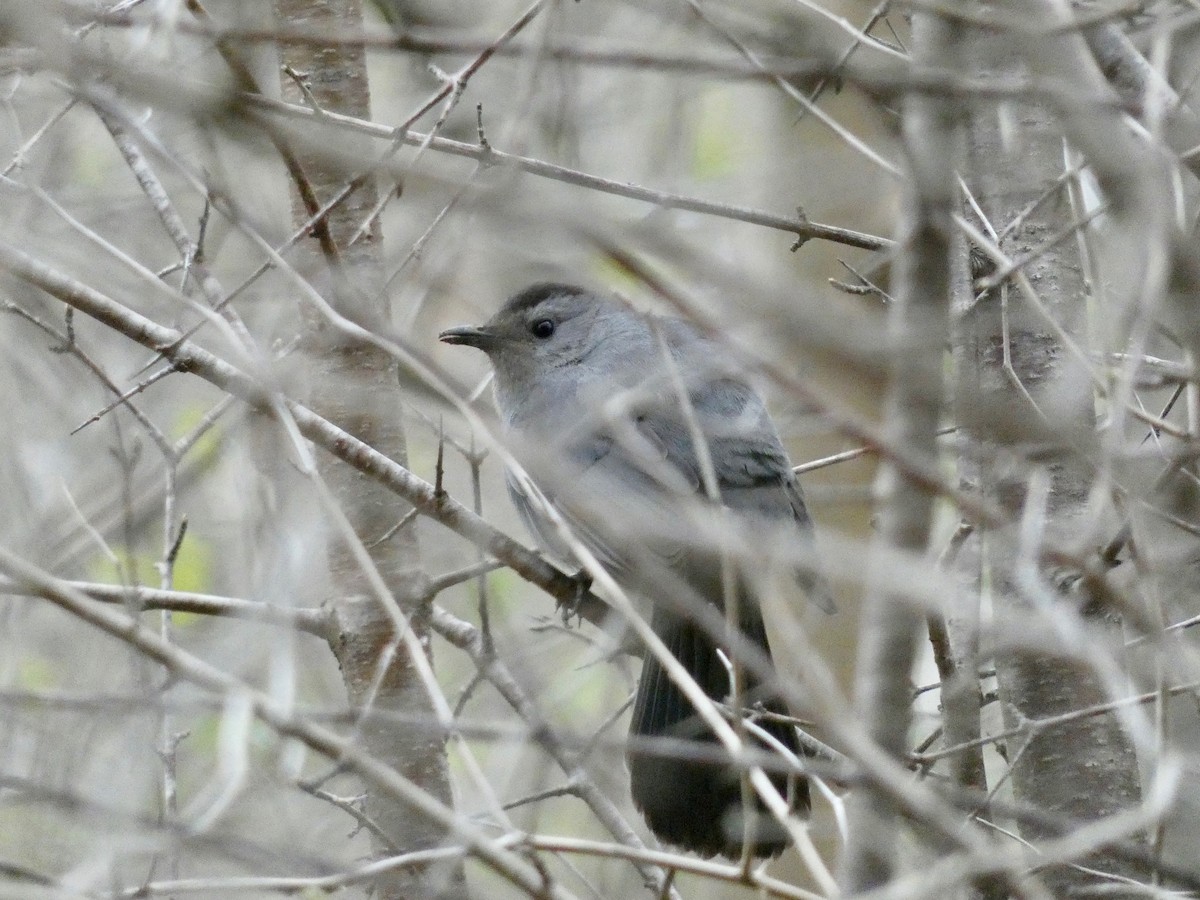 Gray Catbird - ML444031261