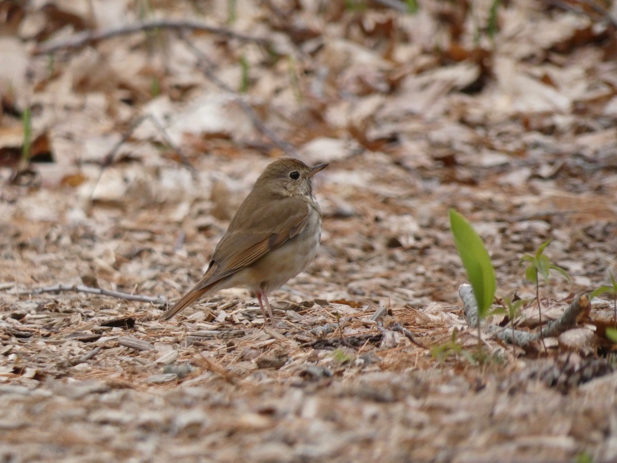 Hermit Thrush - Nell Smith