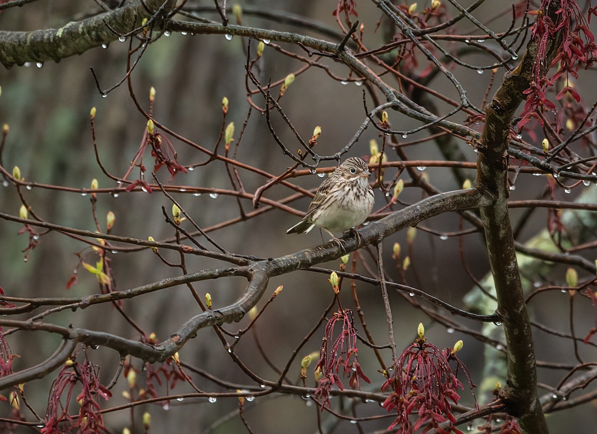 Vesper Sparrow - ML444032021