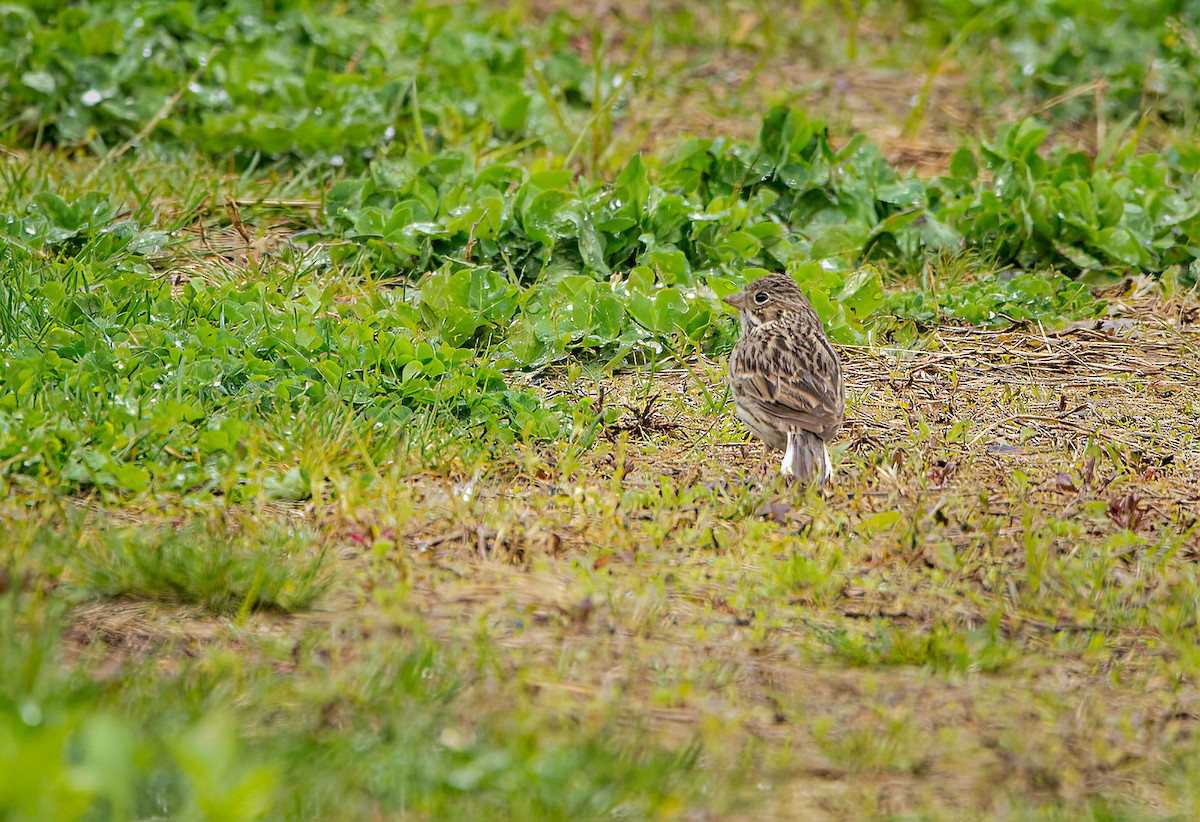 Vesper Sparrow - ML444032031