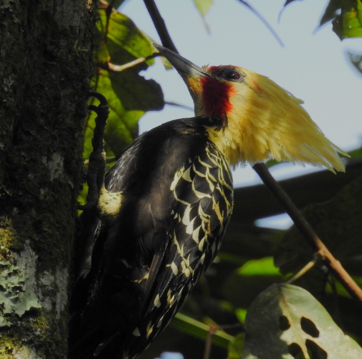 Blond-crested Woodpecker - ML444032181