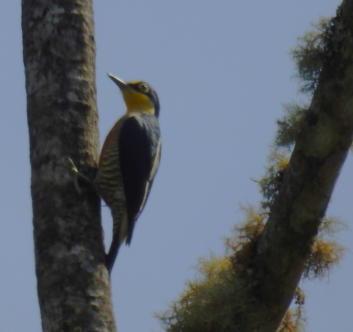 Yellow-fronted Woodpecker - ML444032211