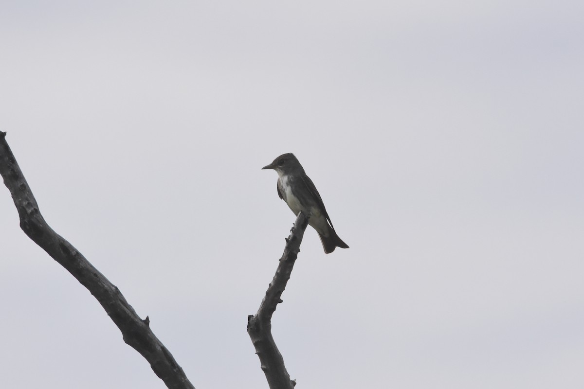 Olive-sided Flycatcher - ML444032481