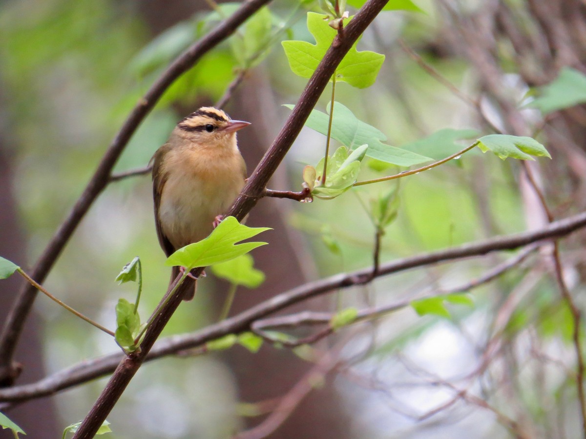 Worm-eating Warbler - ML444033301