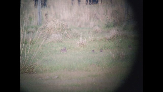 Burrowing Owl - ML444035591