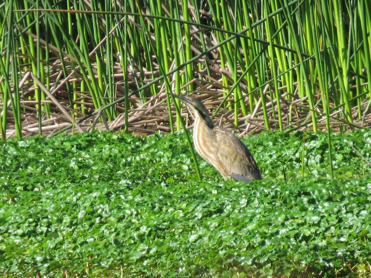 American Bittern - ML444035741