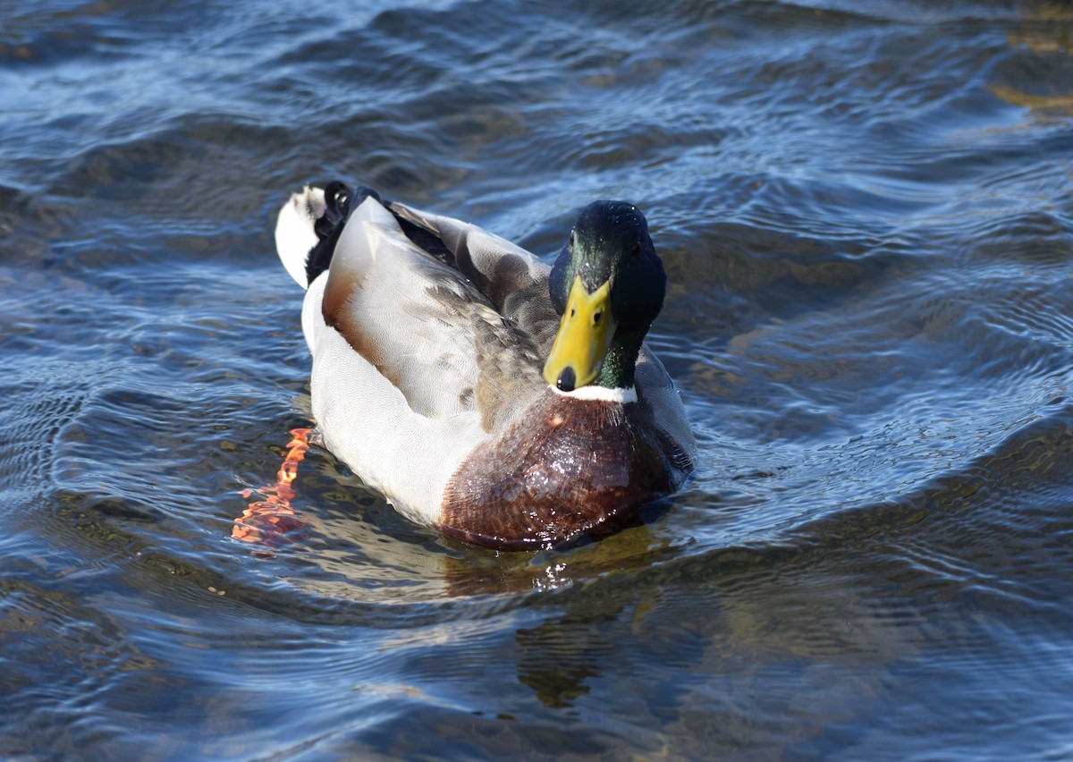 Mallard - Joseph Sefter