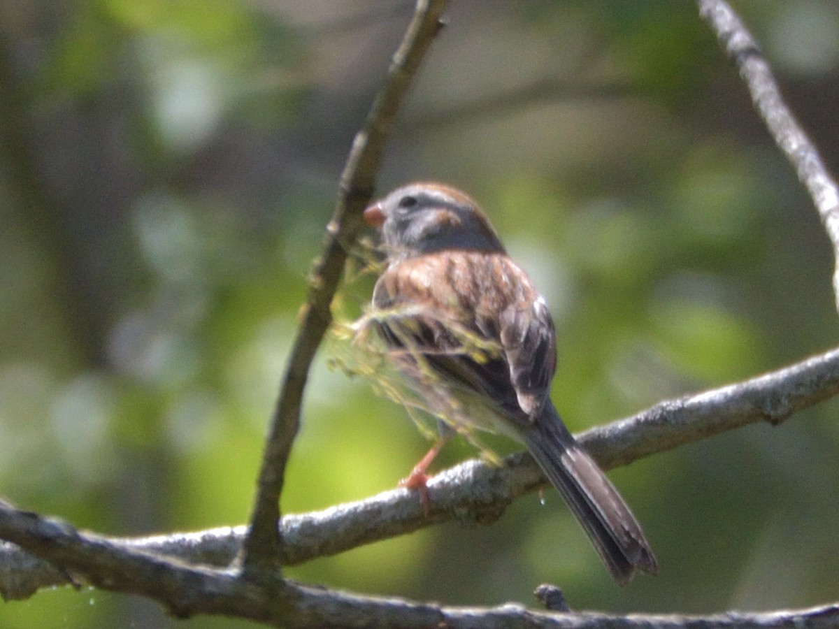 Field Sparrow - ML444036421