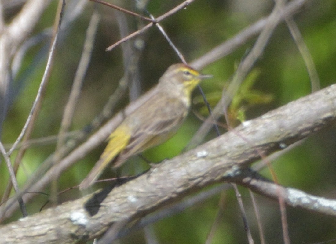 Palm Warbler (Western) - ML444036461