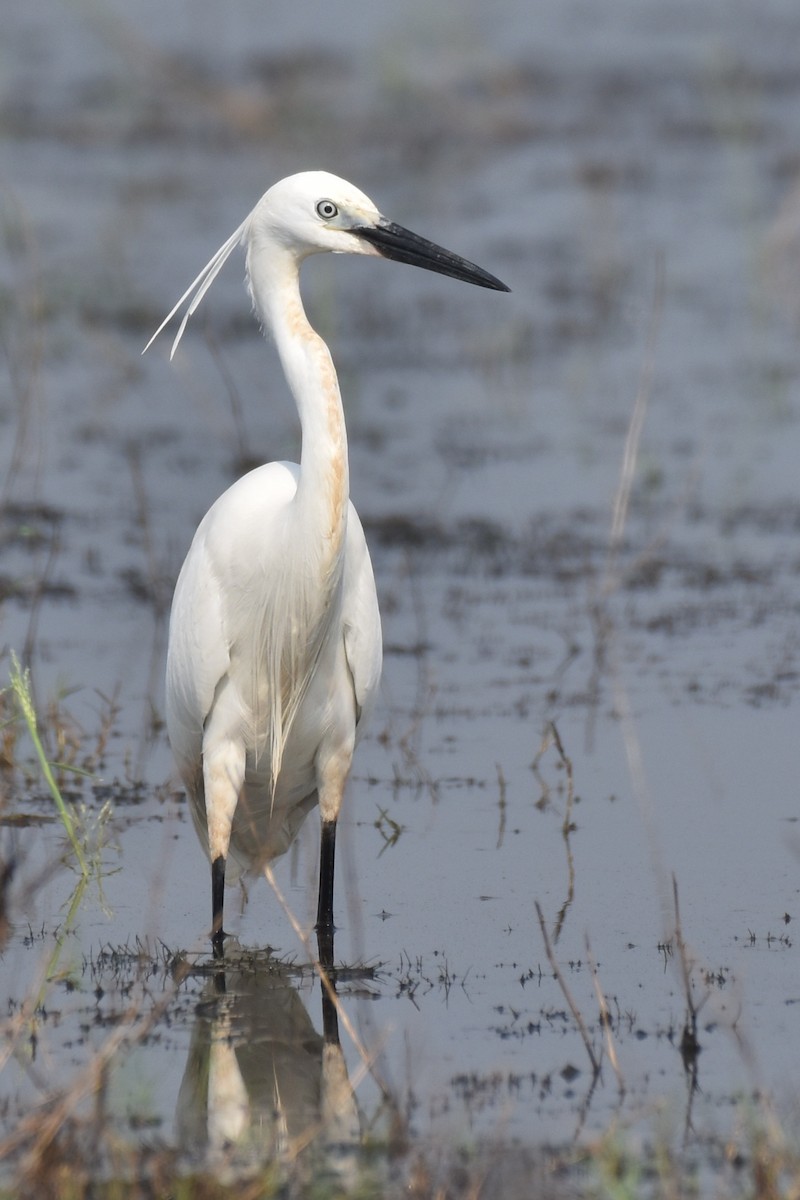 Little Egret - ML444036771