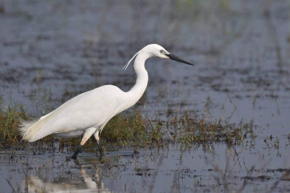 Little Egret - ML444036801