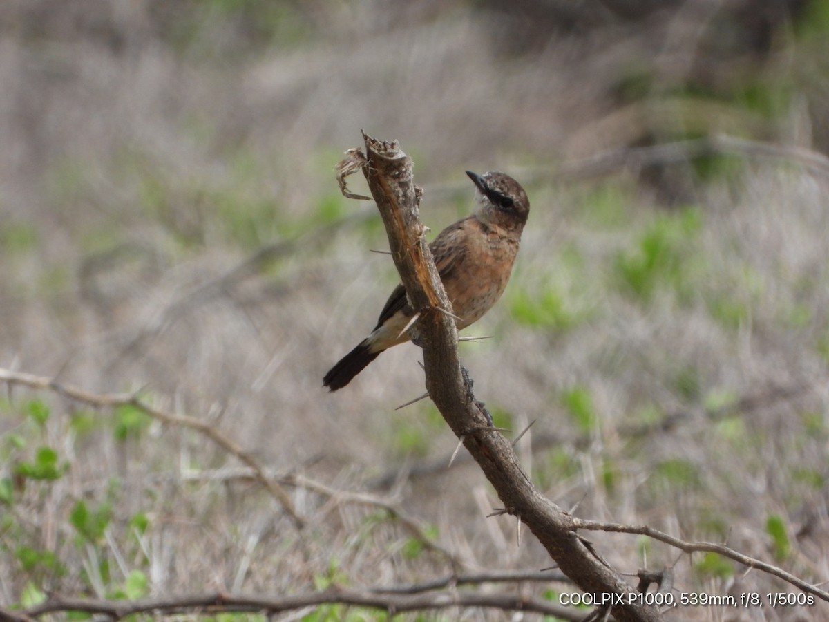 Heuglin's Wheatear - ML444037781