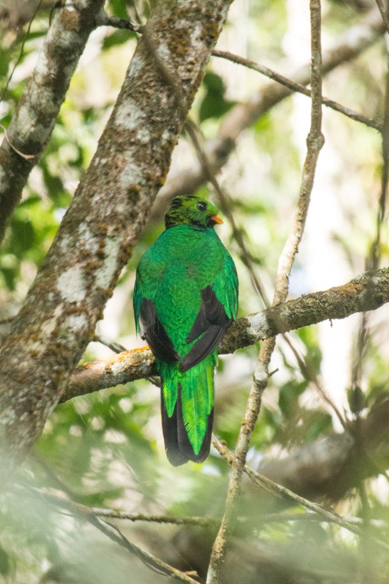 White-tipped Quetzal - Francisco Russo