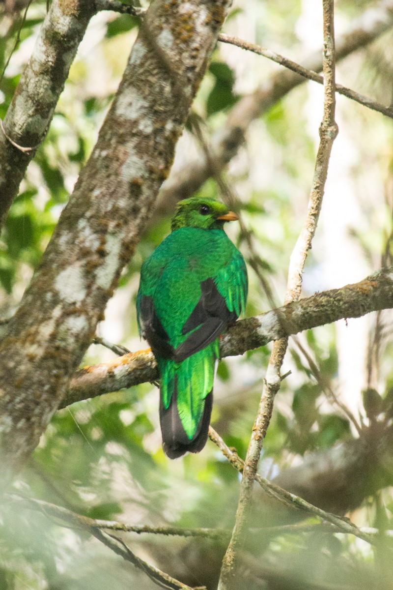 White-tipped Quetzal - Francisco Russo