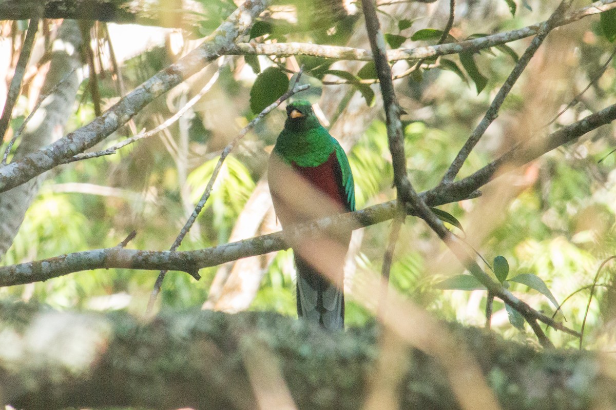 White-tipped Quetzal - Francisco Russo