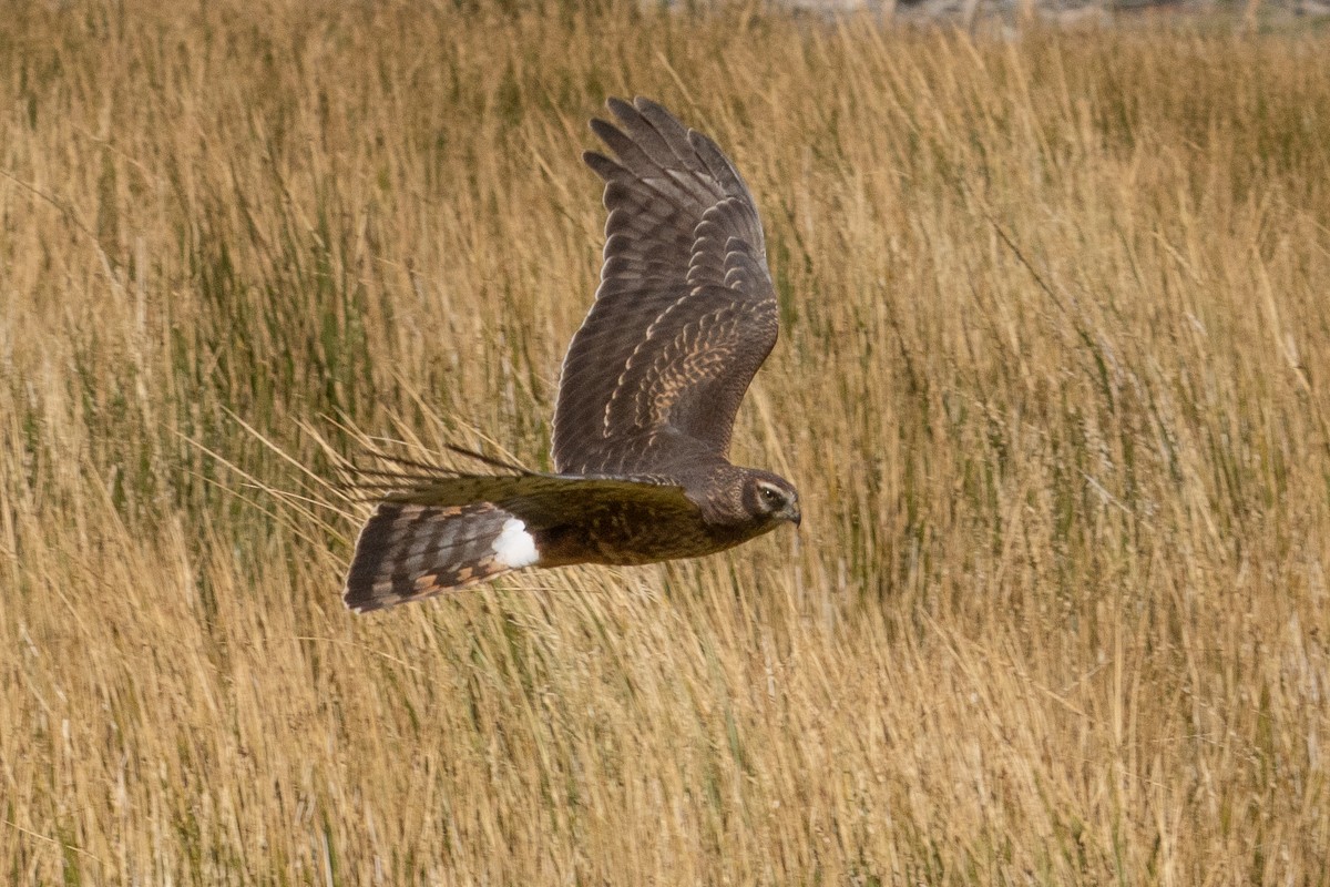 Cinereous Harrier - ML444038261