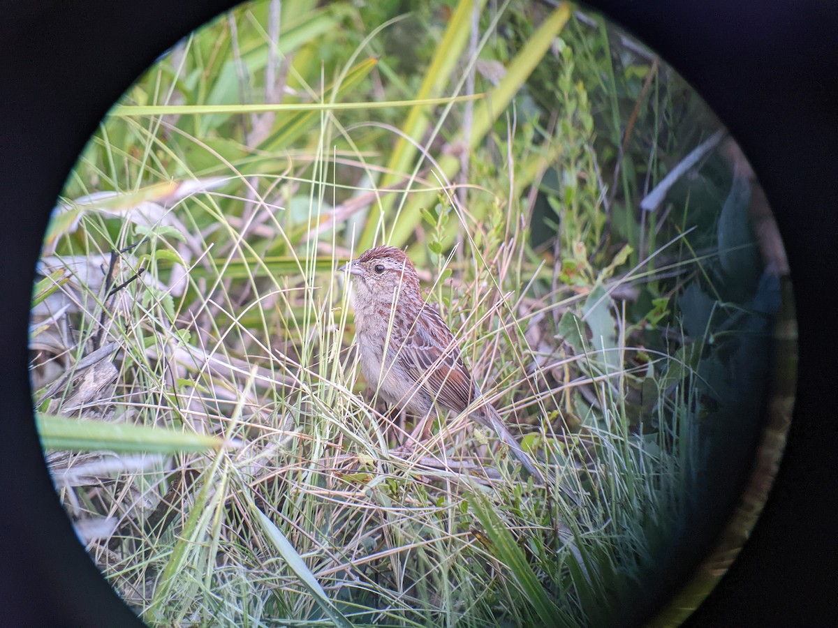 Bachman's Sparrow - ML444038541