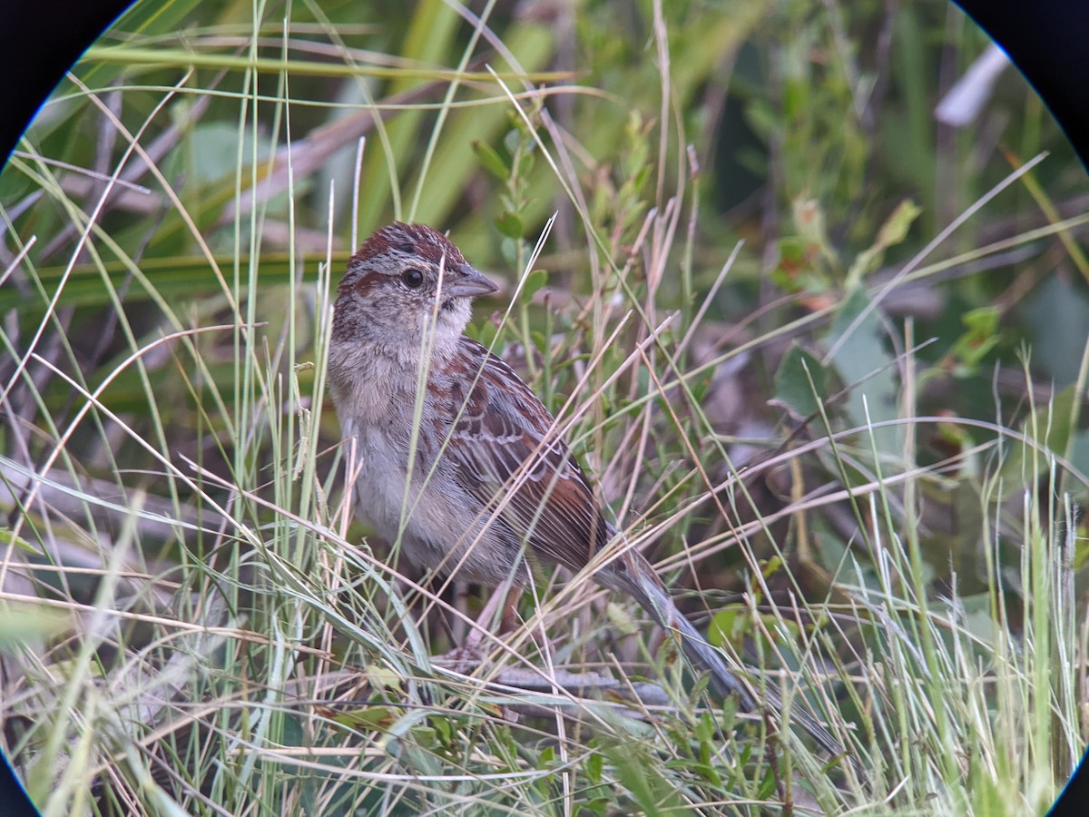 Bachman's Sparrow - ML444038551