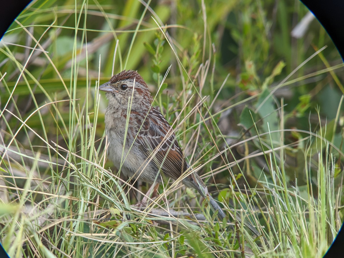 Bachman's Sparrow - ML444038571