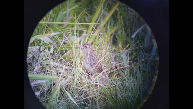 Bachman's Sparrow - ML444038651