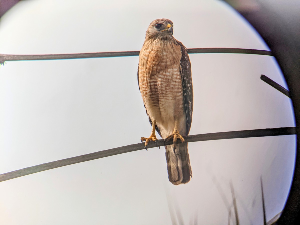 Red-shouldered Hawk - ML444038821