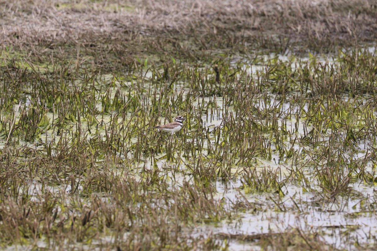 Killdeer - ML444039001