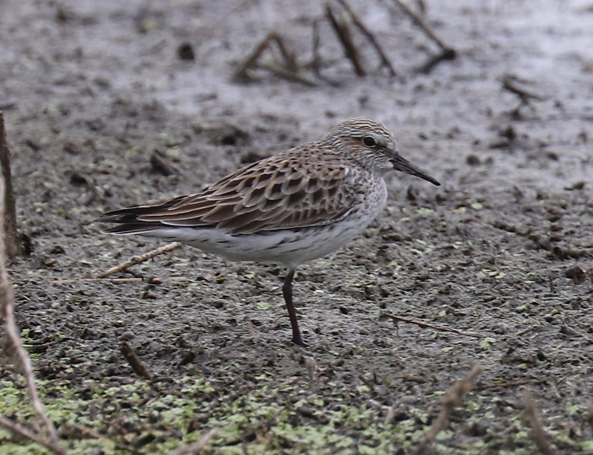 White-rumped Sandpiper - ML444039021