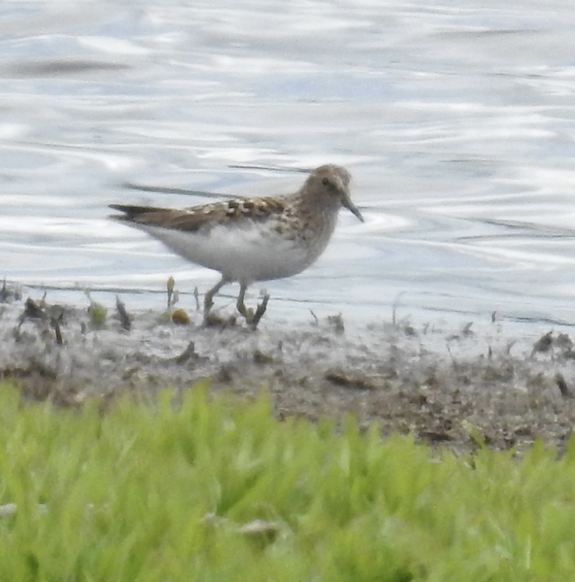 Pectoral Sandpiper - Janet Phillips