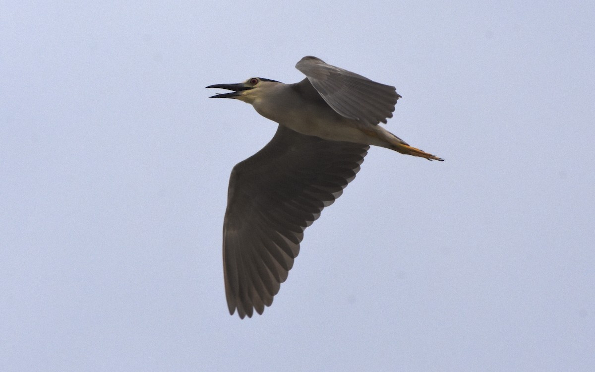 Black-crowned Night Heron - Sandeep Biswas