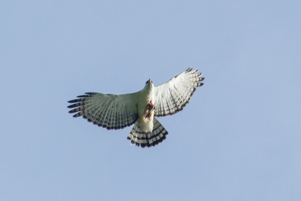 Águila Blanquinegra - ML444041831