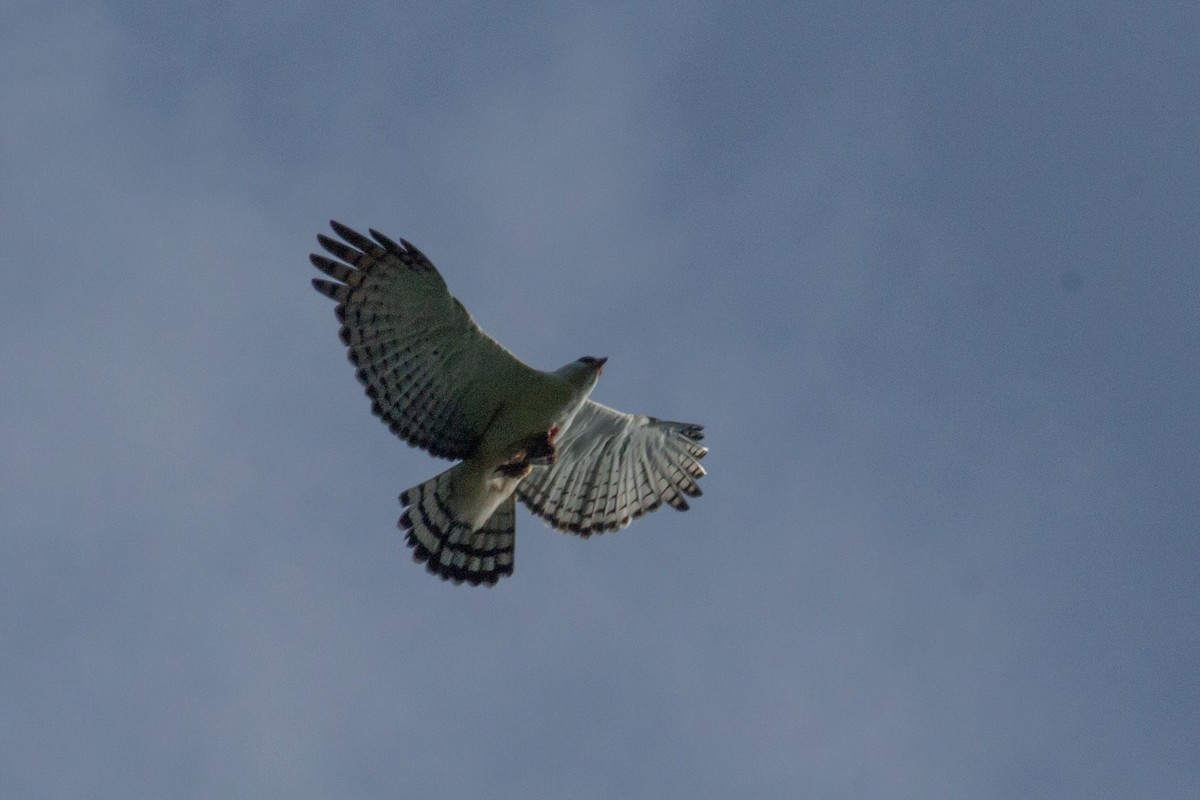 Black-and-white Hawk-Eagle - ML444041851