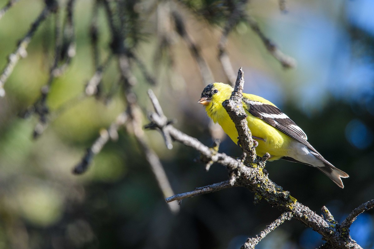 American Goldfinch - ML444044471