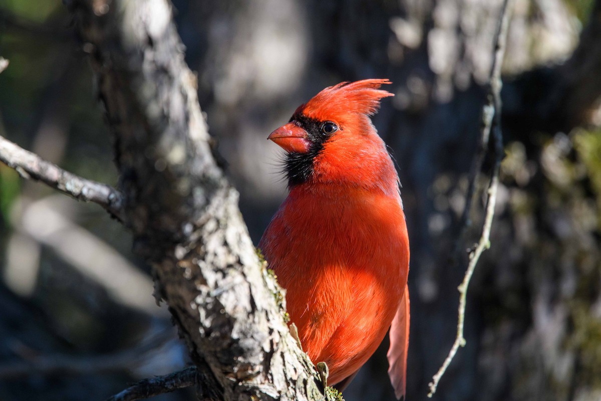 Northern Cardinal - Simon Rousseau