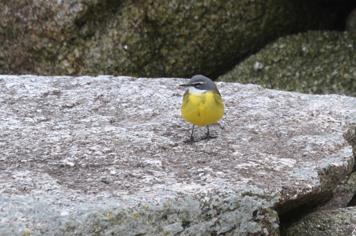 Western Yellow Wagtail (iberiae) - ML444044871