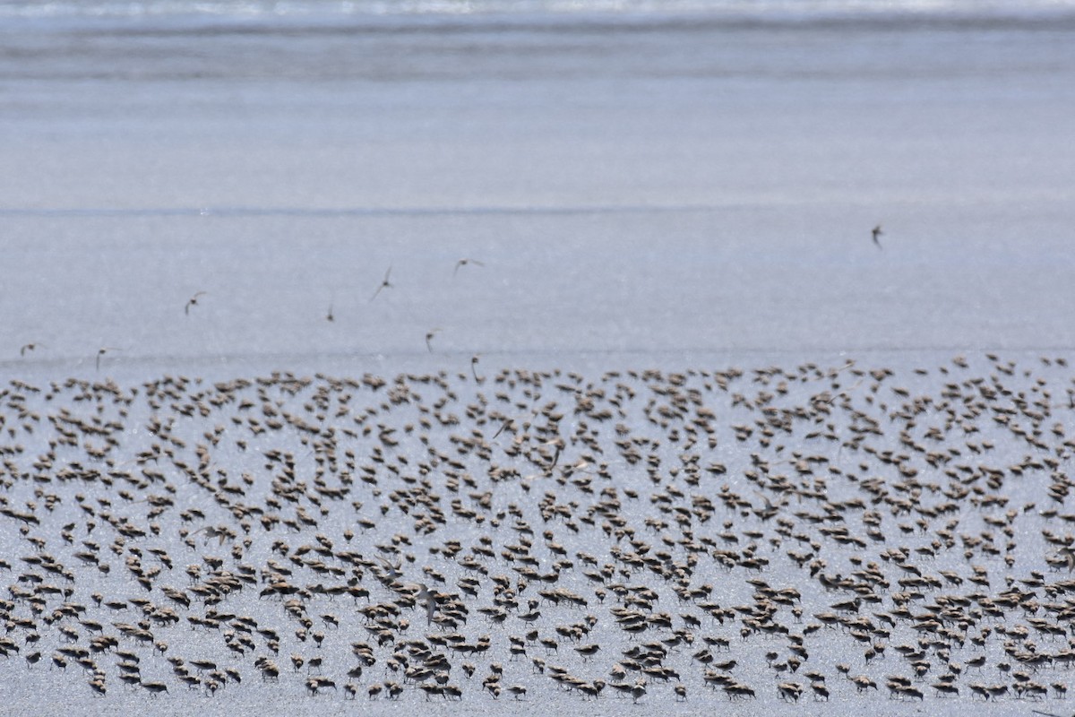 Dunlin - ML444045021