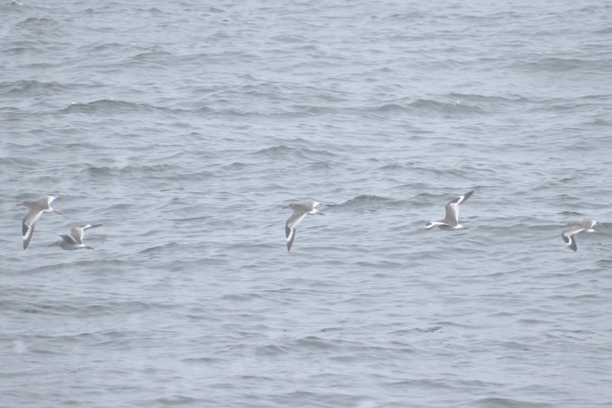 Willet - ML444046071