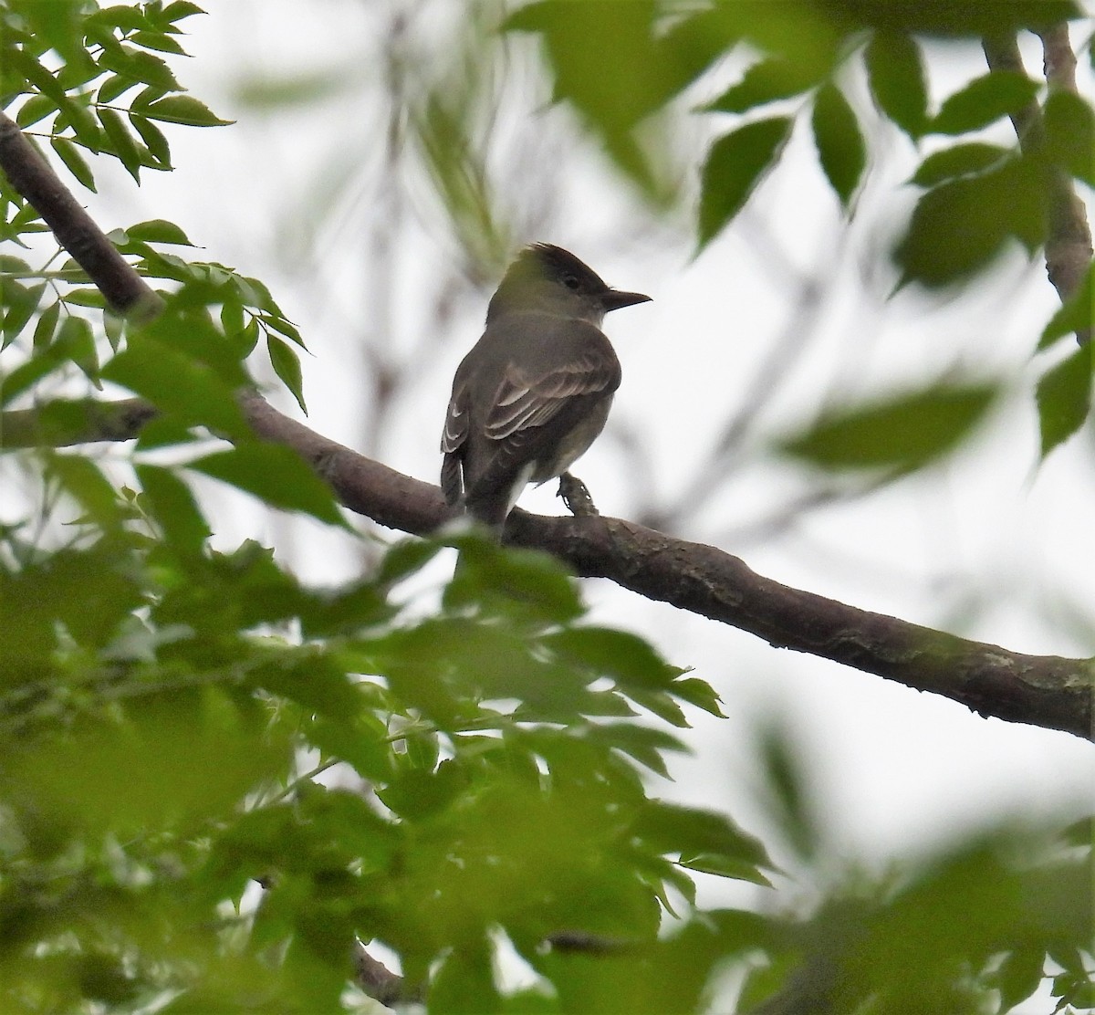 Olive-sided Flycatcher - ML444046271