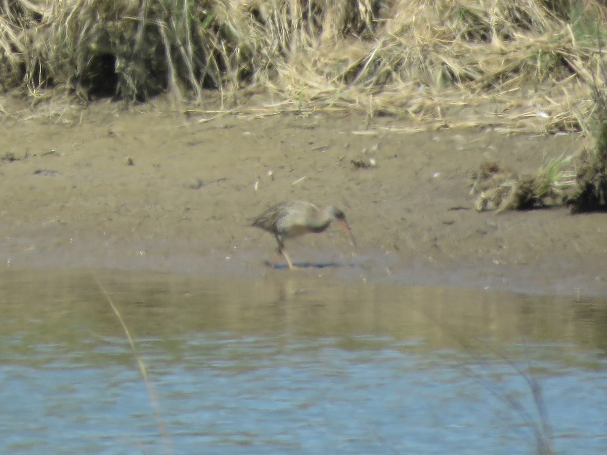 Clapper Rail - ML444046361