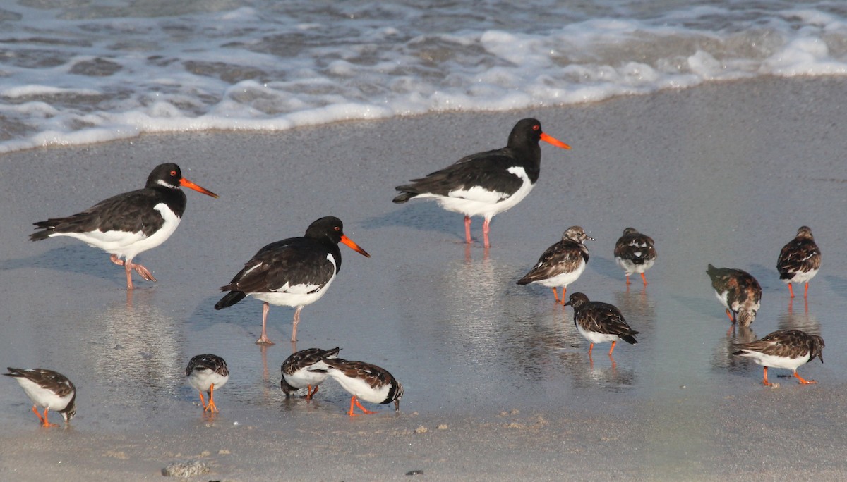 Eurasian Oystercatcher - Alexander Lees
