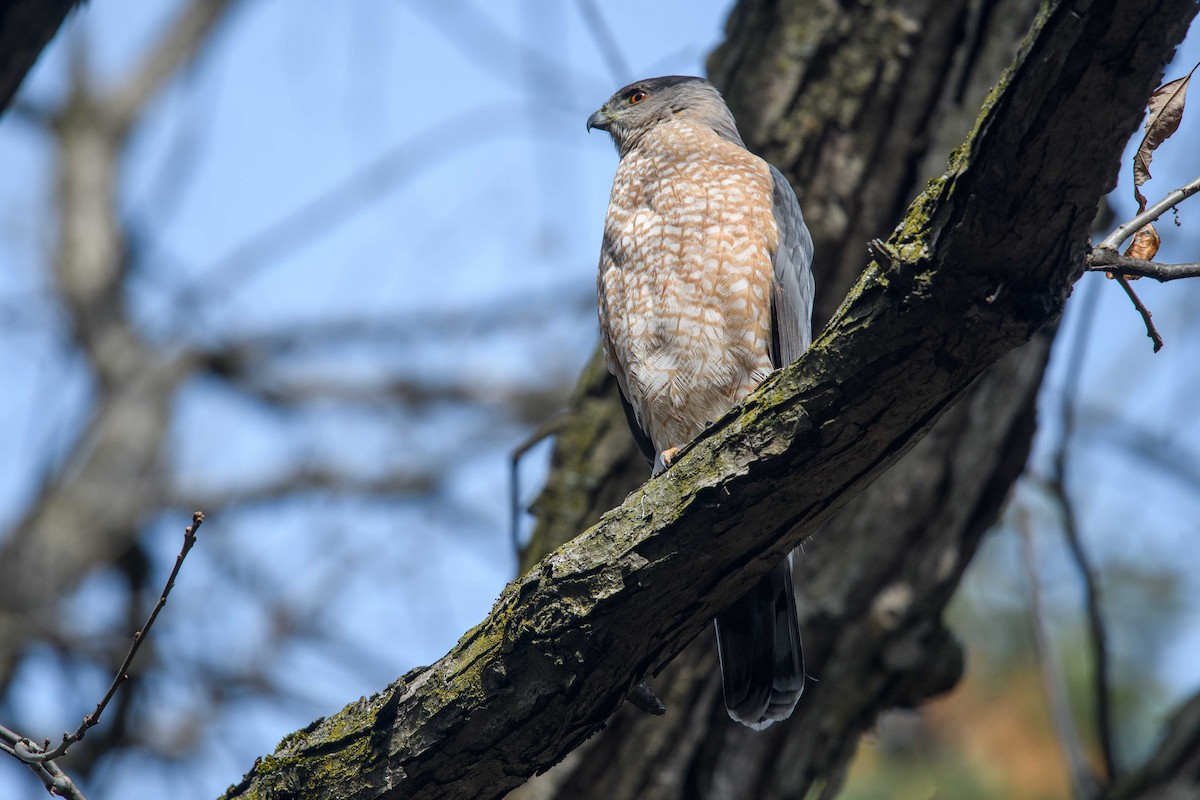 Cooper's Hawk - Simon Rousseau