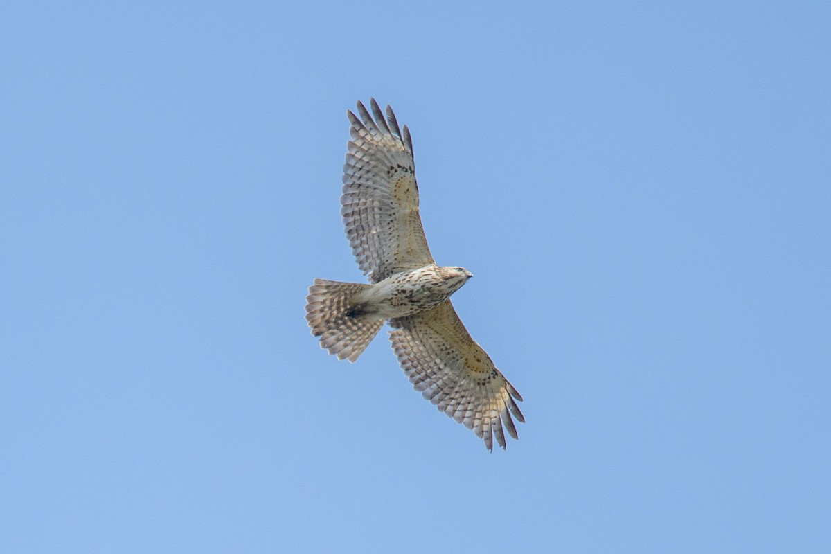 Red-shouldered Hawk - ML444048451