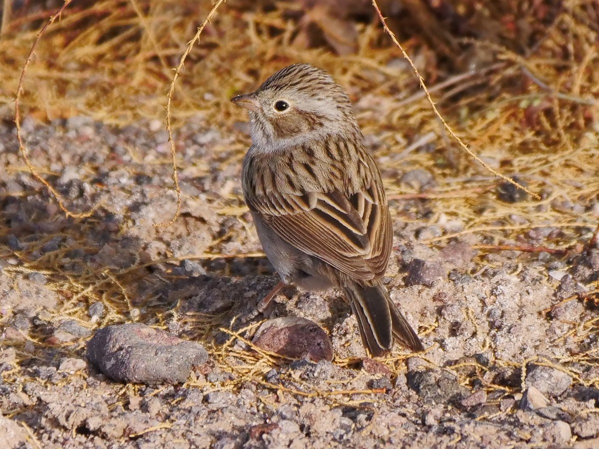 Brewer's Sparrow - ML444049141